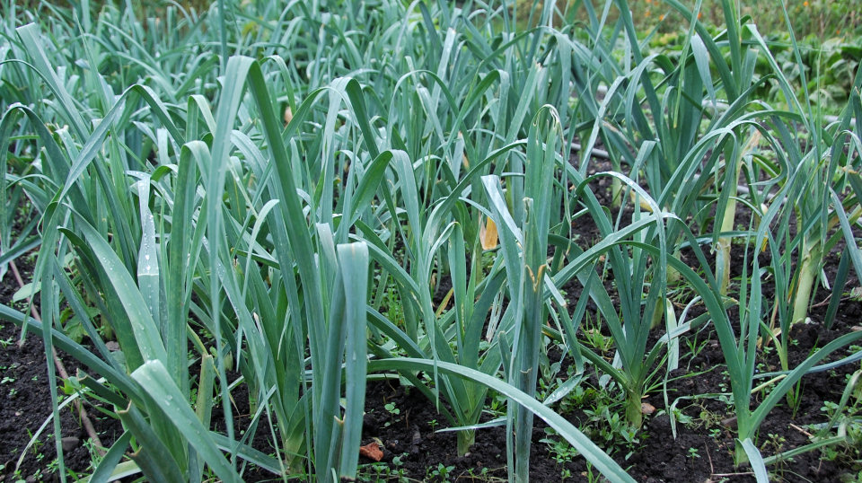 Respectons le cycle des saisons. En février, on mange…