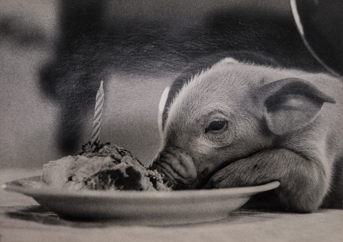 Travers de porc mariné — étape 7