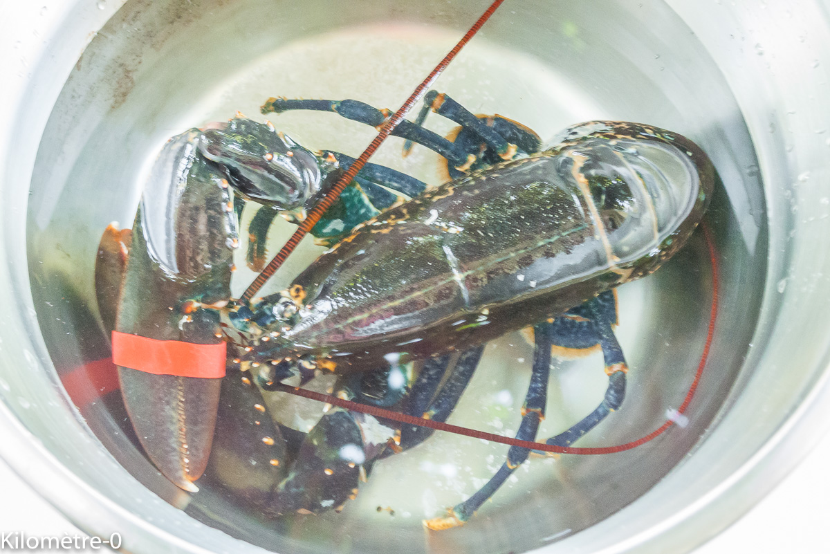Photo de recette de homard, breton, terrine, de Kilomètre-0, blog de cuisine réalisée à partir de produits locaux et issus de circuits courts