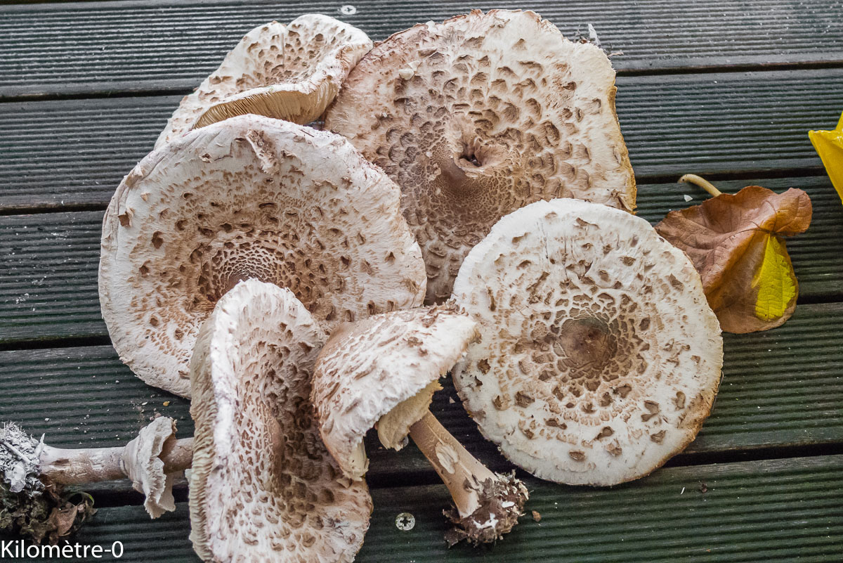Photo de recette de coulemelles, facile de Kilomètre-0, blog de cuisine réalisée à partir de produits locaux et issus de circuits courts
