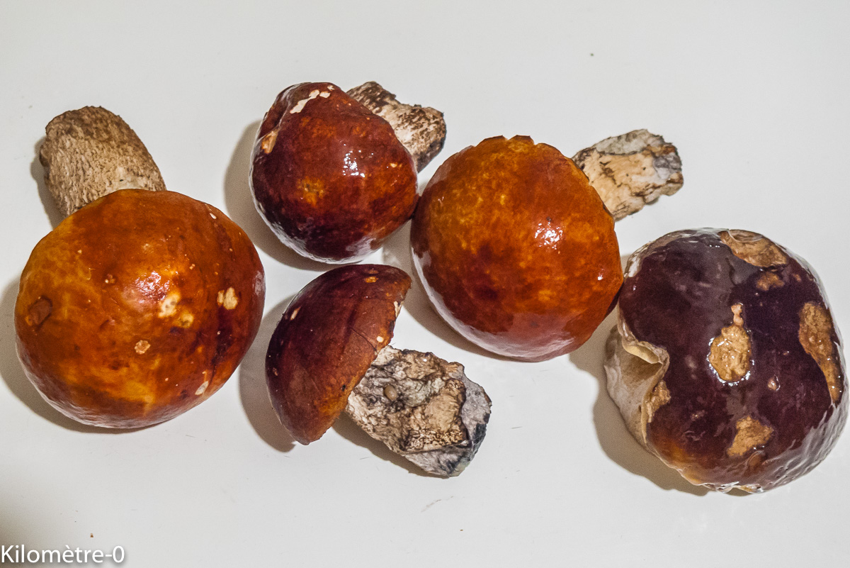 Photo de recette de cèpes de Kilomètre-0, blog de cuisine réalisée à partir de produits locaux et issus de circuits courts