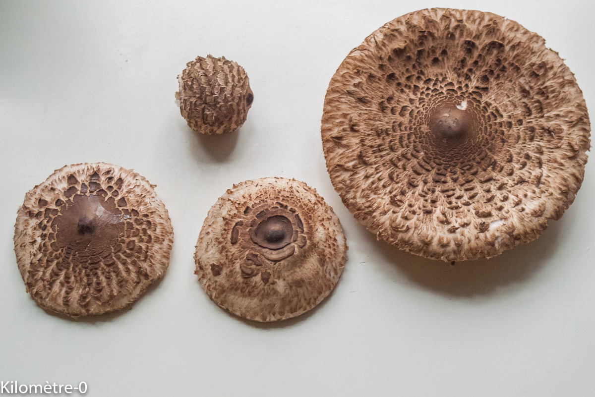 Photo de recette de coulemelles, lépiote, champignons de Kilomètre-0, blog de cuisine réalisée à partir de produits locaux et issus de circuits courts