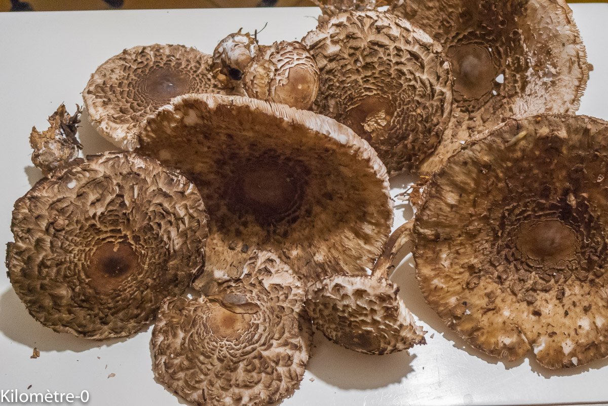 Photo de recette de coulemelles, lépiote, champignons de Kilomètre-0, blog de cuisine réalisée à partir de produits locaux et issus de circuits courts