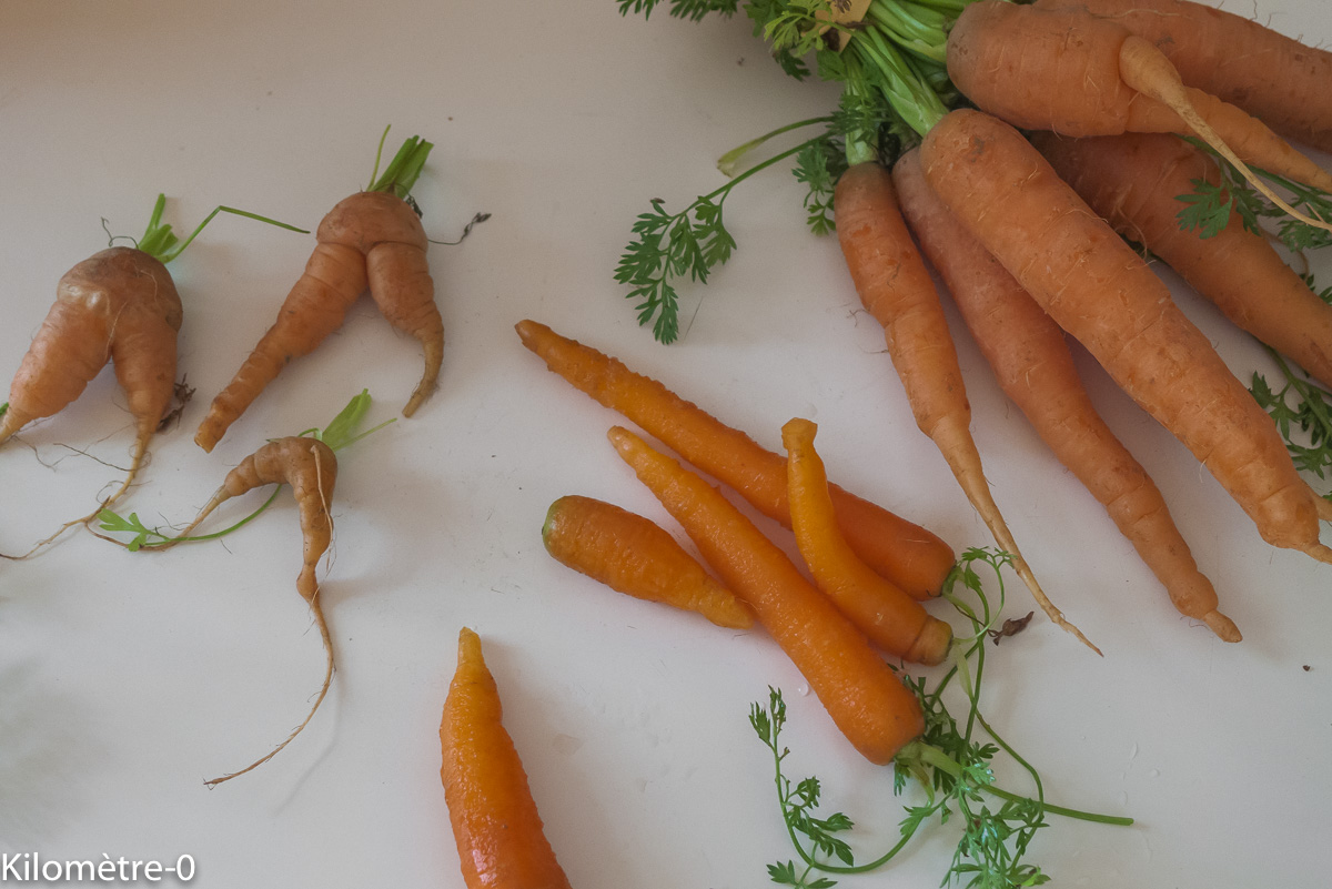 Photo de recette de carottes bio de Kilomètre-0, blog de cuisine réalisée à partir de produits locaux et issus de circuits courts