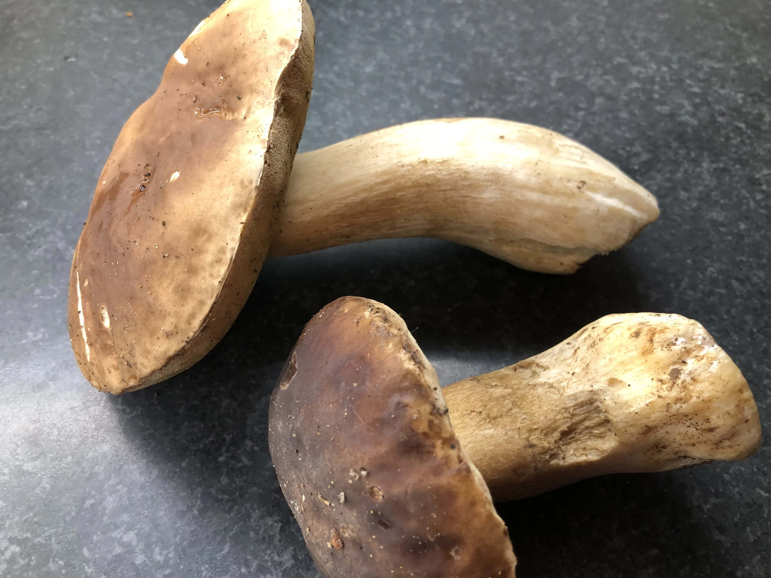 Photo de recette de cèpes , comment les conserver, comment les préparer, congeler des cèpes, Kilomètre-0, blog de cuisine réalisée à partir de produits de saison et issus de circuits courts