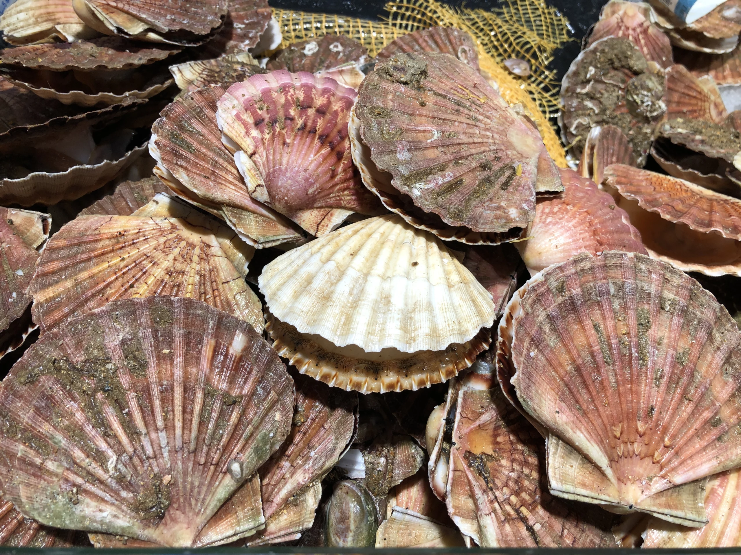 La coquille Saint-Jacques (saison d&rsquo;octobre à mi avril)