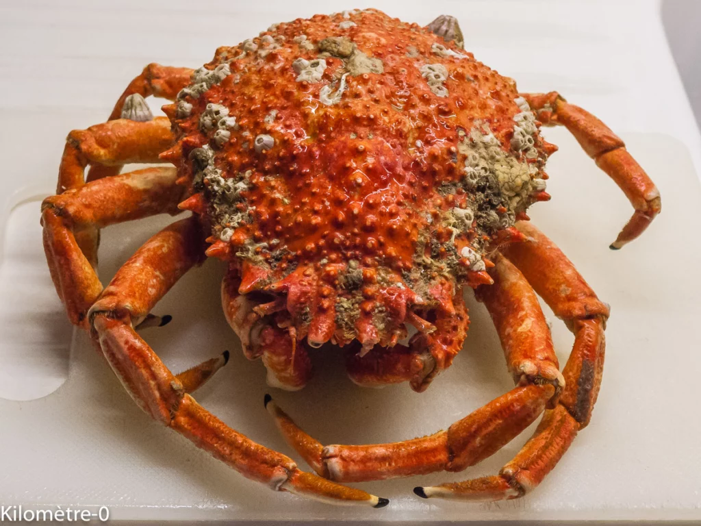 Décortiquer une araignée - Étape 1