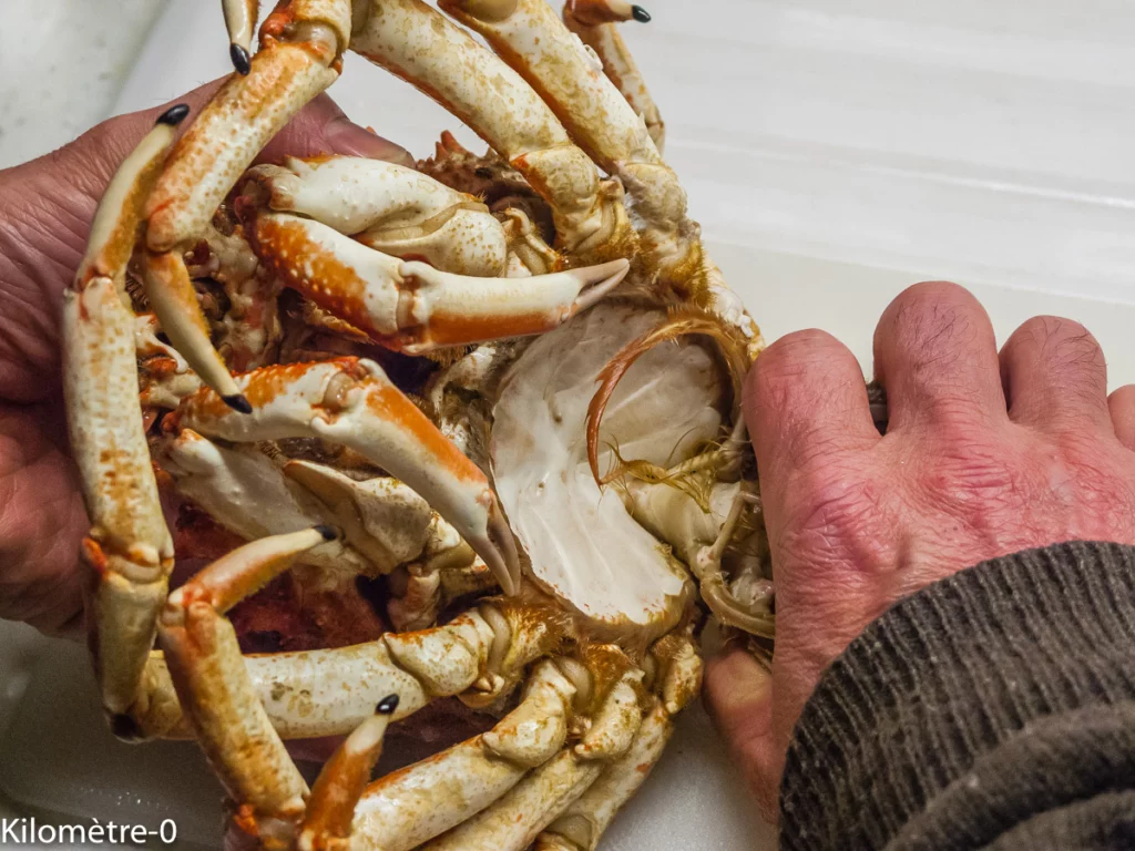 Décortiquer une araignée - Étape 2