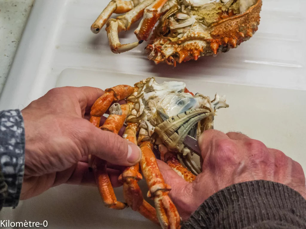 Décortiquer une araignée - Étape 5