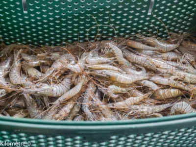 Photo de recette, cuire des crevettes, roses, grises, facile, rapide, vapeur, four vapeur,  de Kilomètre-0, blog de cuisine réalisée à partir de produits de saison et issus de circuits courts