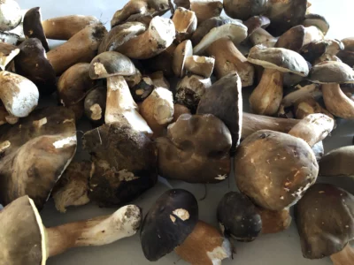 Photo de recette de cèpes Kilomètre-0, blog de cuisine réalisée à partir de produits de saison et issus de circuits courts
