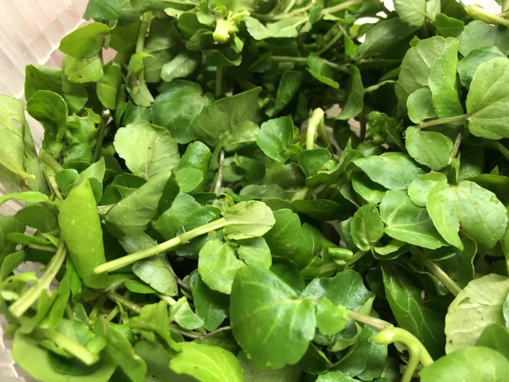 Salade de cresson, noix de pétoncles et grenade - Étape 1