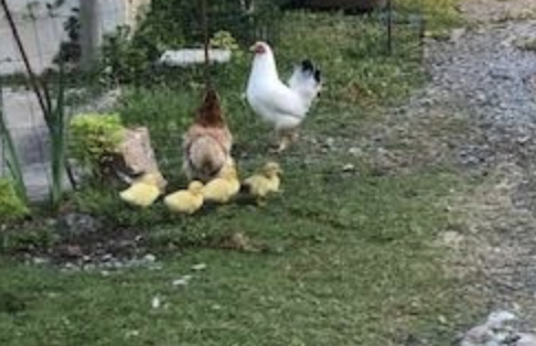 Oeufs brouillés aux tomates : étape 6 — Et une maman poule qui a couvé les oeufs d'une cane et qui se promène avec ses…